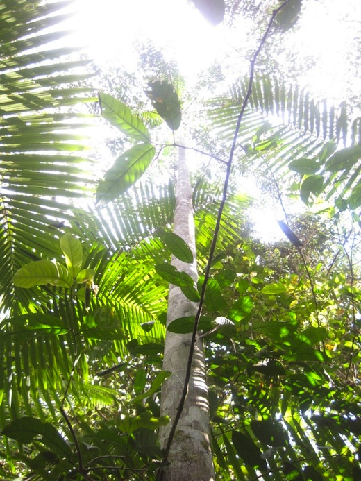 Amazon forest flora