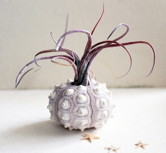 medusa urchin air plant