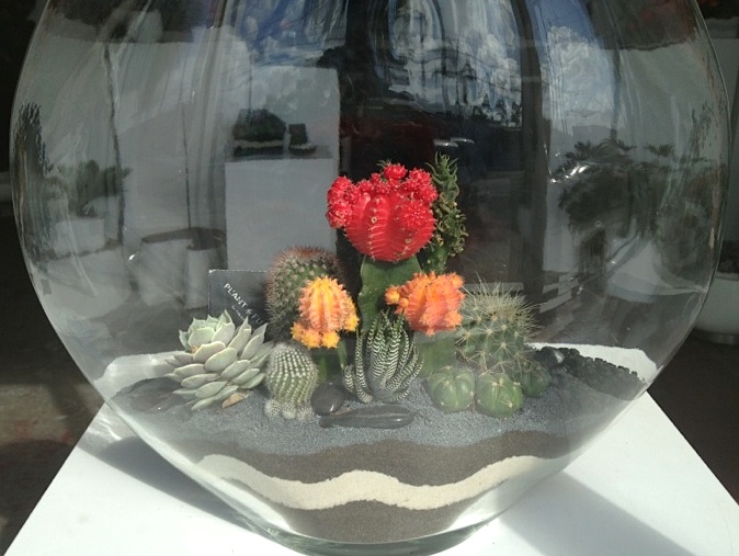 flowers in terrarium cacti