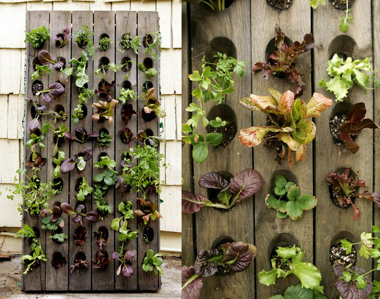 ediblewall for the home