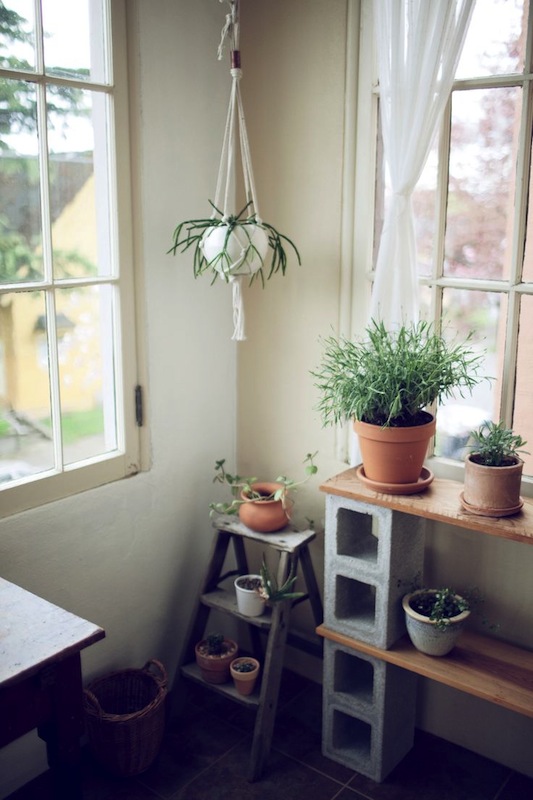 plants at home via kinfolk