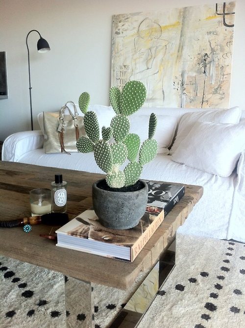indoor cactus
