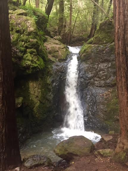 shrinrin-yoku forest bathing | sacred flow