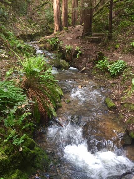 shrinrin-yoku forest bathing | sacred flow